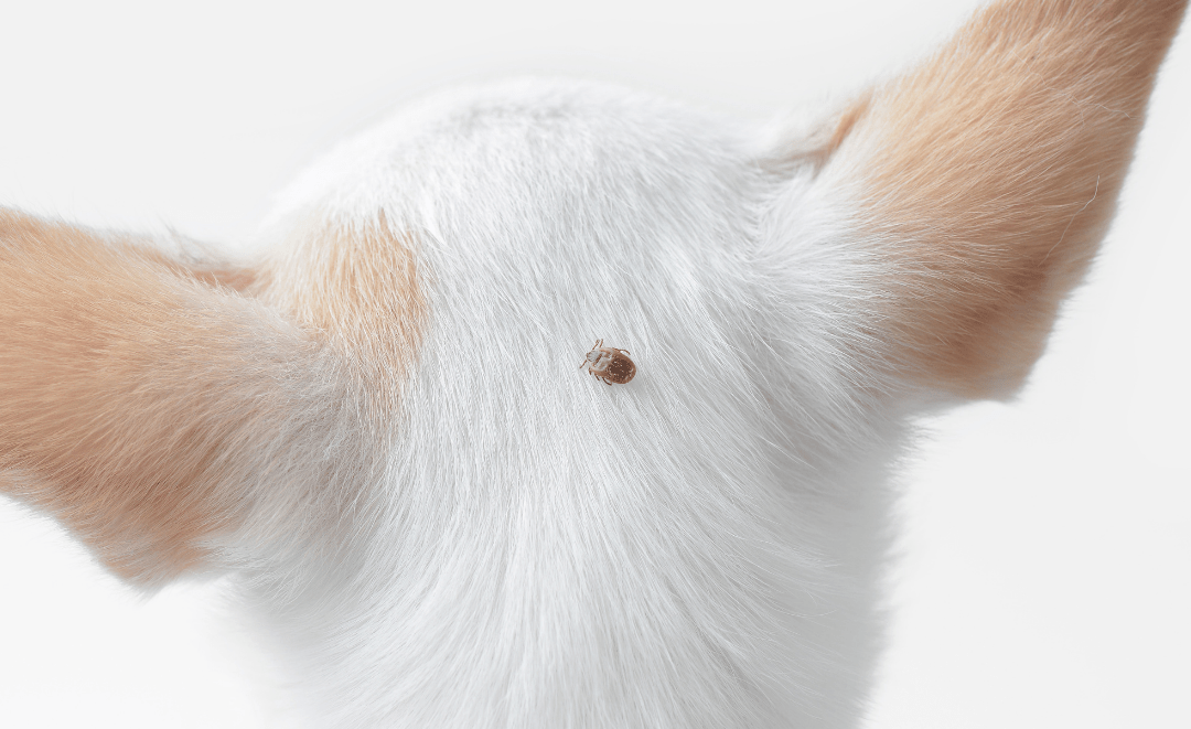 do ticks get inside dogs skin