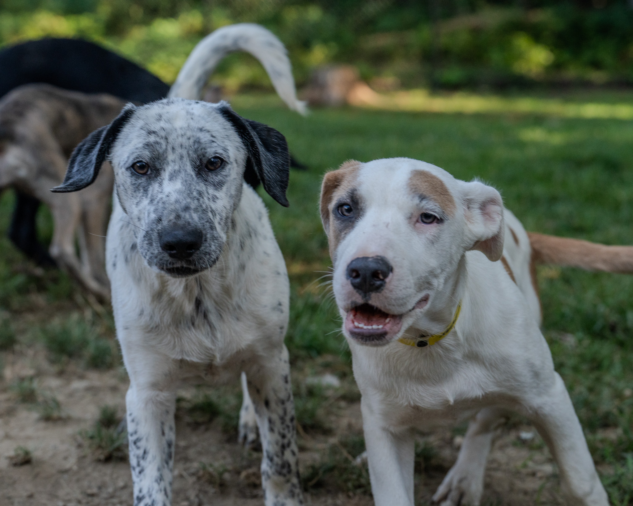 Dogs in the yard at Happy Life Animal Rescue
