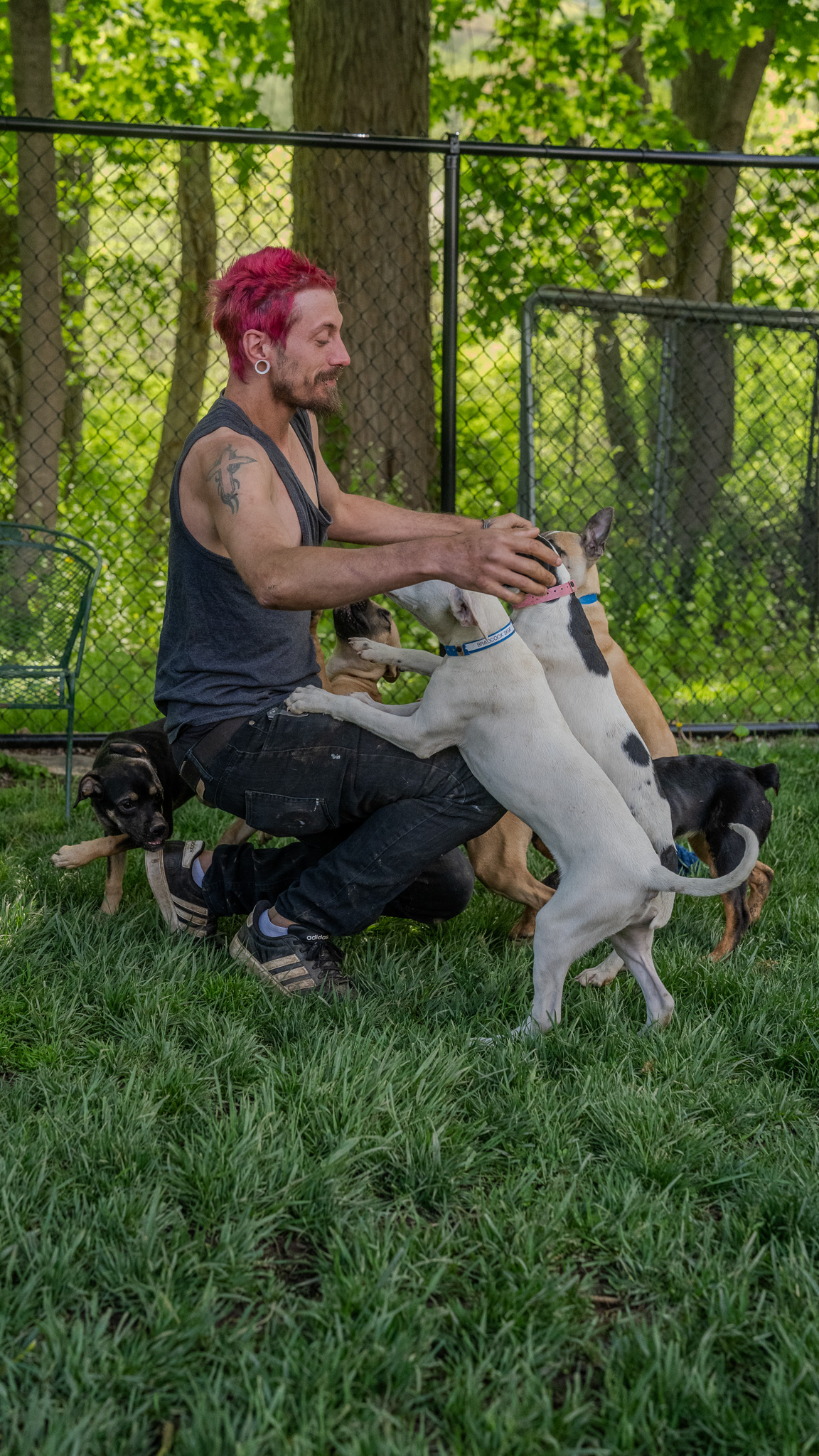 Volunteer playing with dogs at Happy Life Animal Rescue