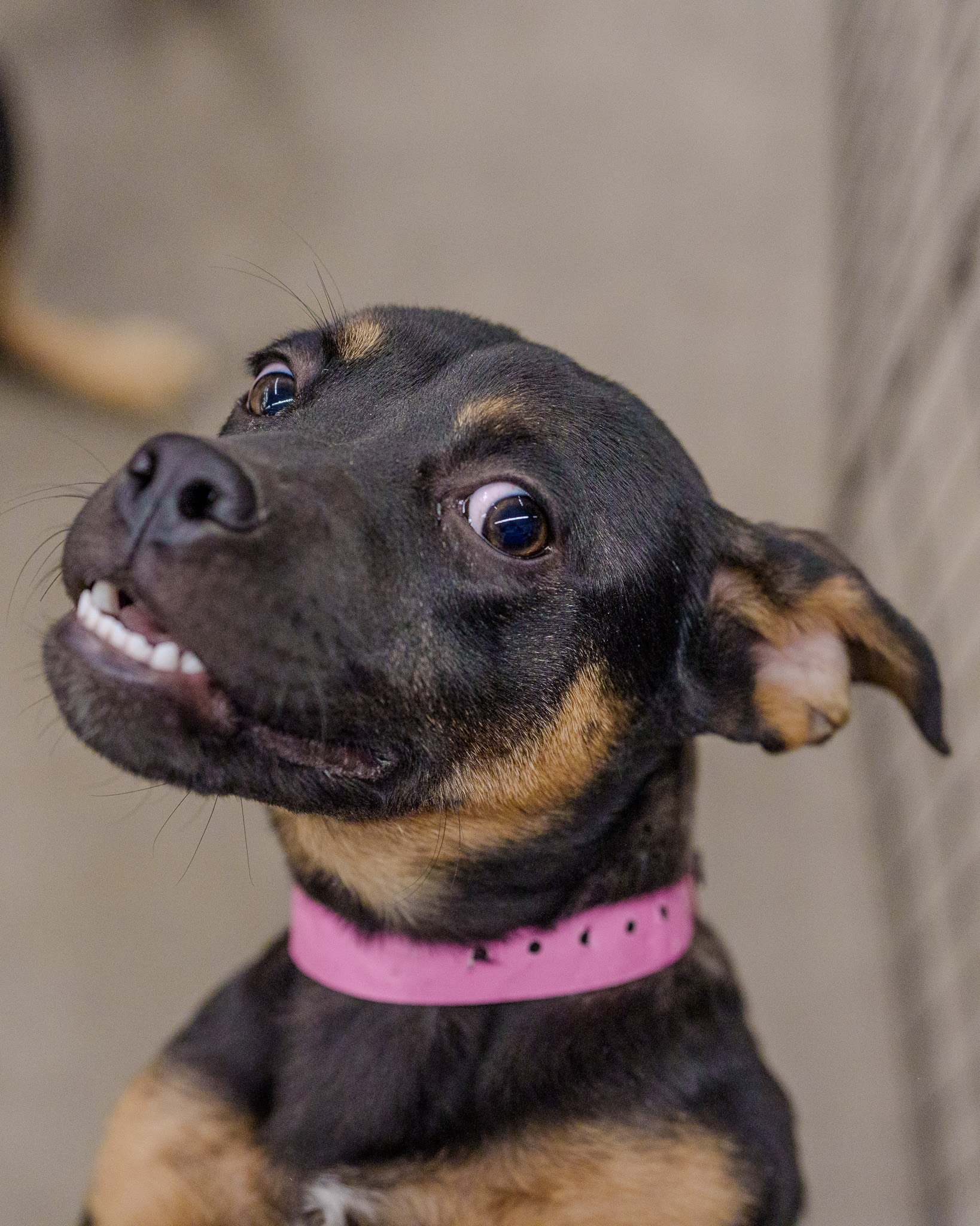 Volunteer photographer capturing animals at Happy Life Animal Rescue
